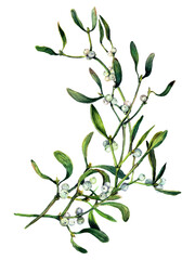 Watercolor Illustration of Mistletoe Branch Isolated on White.