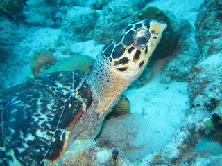 Schildkröte