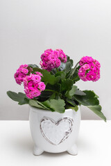 Potted pink plant on the shelf against white wall