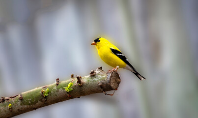 American goldfinch on tree perch