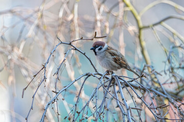 A beautiful sparrow sits on a tree branch in the spring.