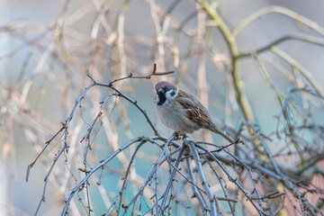 A beautiful sparrow sits on a tree branch in the spring.
