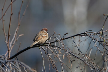 A beautiful sparrow sits on a tree branch in the spring.