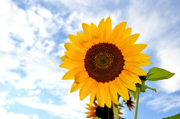 Sonnenblume - Helianthus annuus