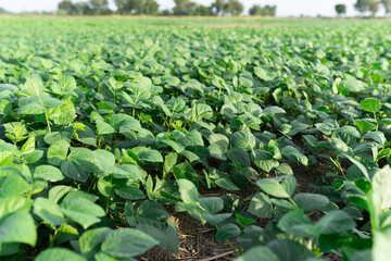 Fototapeta premium Green beans garden (Vigna radiata) .green beans agriculture