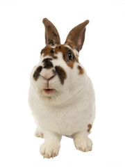 smiling rabbit isolated on white background