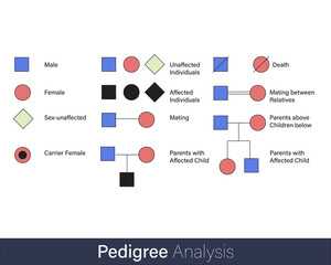 pedigree Analysis for family history of hereditary diseases tracing symbols used in genetic engineering vector illustration