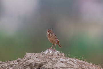 Bengal bush lark (Mirafra assamica) or Bengal lark at New Town marsh, Kolkata, India