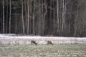 In the Latvian countryside, deer have come out to eat rape and two cranes are walking in the foreground.