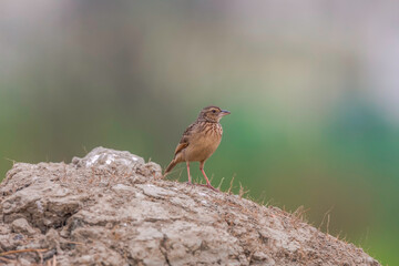 Bengal bush lark (Mirafra assamica) or Bengal lark at New Town marsh, Kolkata, India