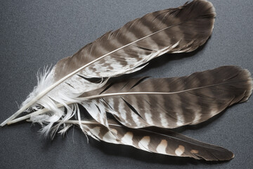 buzzard feathers