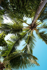 Blue sky with clouds, palm leaves frame. Place for text. Coconut palms, green palm branches against the blue sky