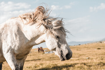 white horse in the field