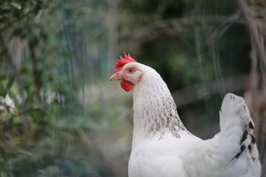 Poules et Coqs