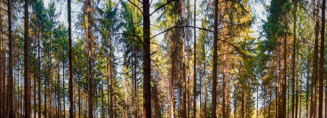 Fototapeta premium Panorama view of a forest in Bavaria, Germany