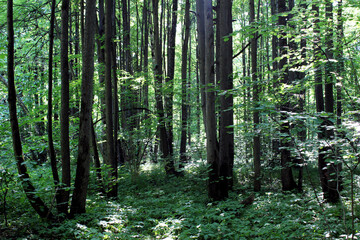 Forest in the morning