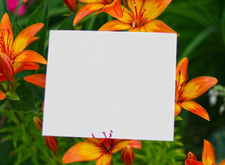 Frame with lily flowers. Flowers composition. Mock up with plants. Flat lay with flowers on white table. Copyspace for text. Focus on flowers