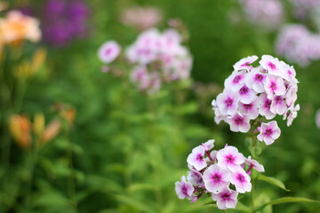 Background with pink garden phlox flowers. Flowers composition. Copyspace for text. Focus on flowers