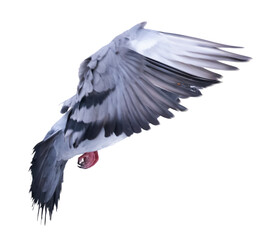 isolated light grey pigeon in flight