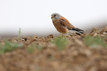 Lesser Kestrel, Falco naumanni