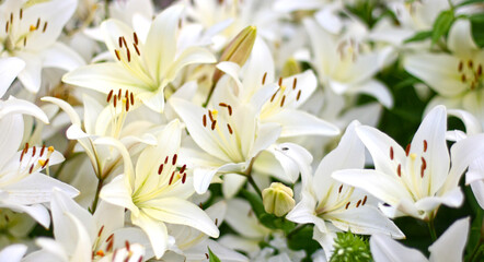Fototapeta na wymiar Photo of white lily flowers in the garden with green background. Summer concept. Floral background for web site, greeting card, banner, flower shop.