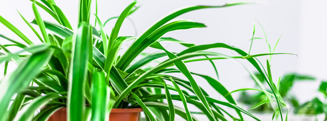 Green plants home decoration on white background