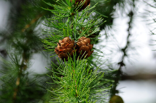 Beautiful cones and a branch of larch with a green background. A close-up image of a bud of European larch, a female cone, European larch cones, larch cone formation.