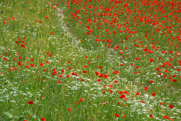 Fototapeta premium Poppies are wonderful flowers, their red color warms the heart and gives beauty and love to everything
