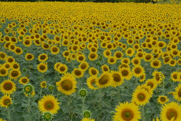 Sunflowers in a field create an amazing visual effect. In central Italy there are endless hills of these beautiful flowers especially in the Marche region that is close to Tuscany
