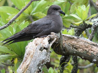 Murphy's petrel, Pterodroma ultima