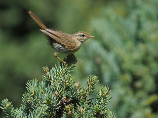 Yellow-streaked Warbler, Phylloscopus armandii