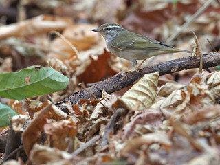 Pale-legged leaf warbler, Phylloscopus tenellipes