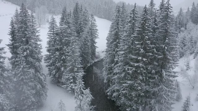 Aerial view moving forward shot, scenic view of the river stream in the middle of tall pine trees forest in Styria, Austria, Scenic view of pine tree forest and snow falling in the background.