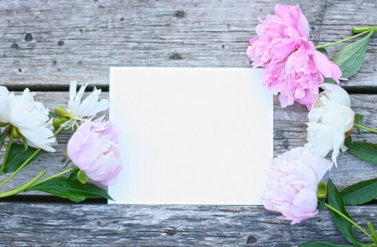 Photo of white, pink pion flowers on wooden table. Summer concept. Floral background for web site, greeting card, banner, flower shop. Flat lay with copy space