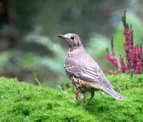 Mistle Thrush, Turdus viscivorus