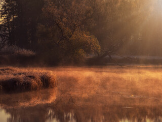 Sunny dawn on a foggy swamp. Evening sun rays on the dry grass growing in the swamp.