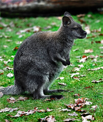 Bennett`s wallaby sitting on the lawn. Latin name - Macropus rufogriseus