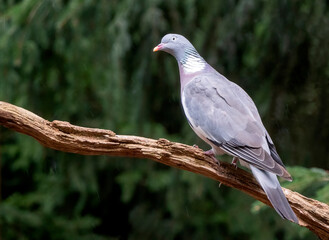 Common Wood Pigeon, Columba palumbus