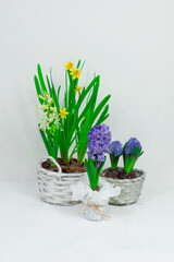 Spring flowers blue hyacinths and yellow daffodils in a white basket against a white wall background