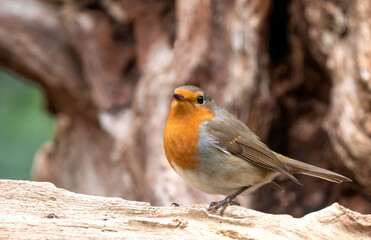 European Robin, Erithacus rubecula