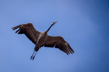 Common crane bird flying in the sky. Grus grus.