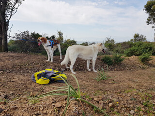 Cani al guinzaglio