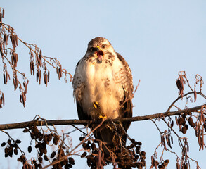 Common Buzzard, Buteo buteo