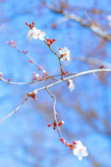 Blooming sakura twigs on a tree against a blue sky on a sunny spring day. Beautiful natural background, selective focus