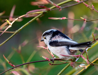 Long-tailed Tit, Aegithalos caudatus