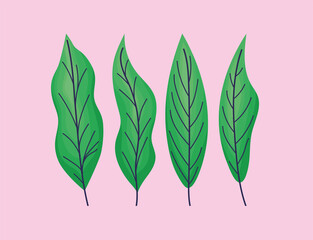 four green leaves