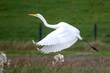 Great white Egret, Egretta alba