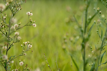 Pasto com flores silvestres