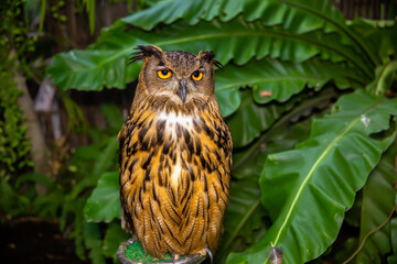 Germany, Owl, Great Horned Owl, Night, Wisdom
