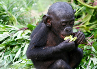 Baby bonobo eating a leaf